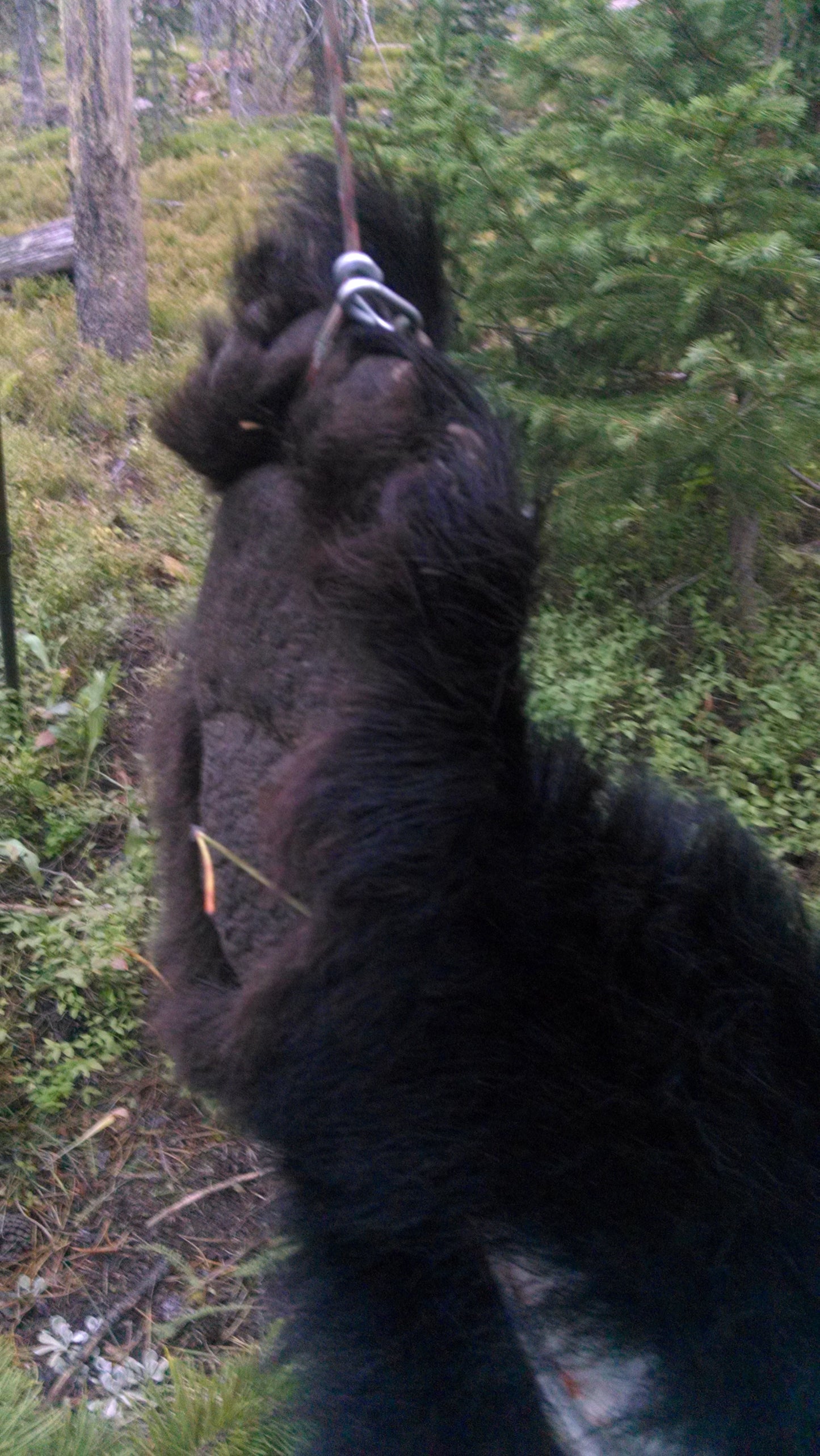 The Original Hunting Tripod