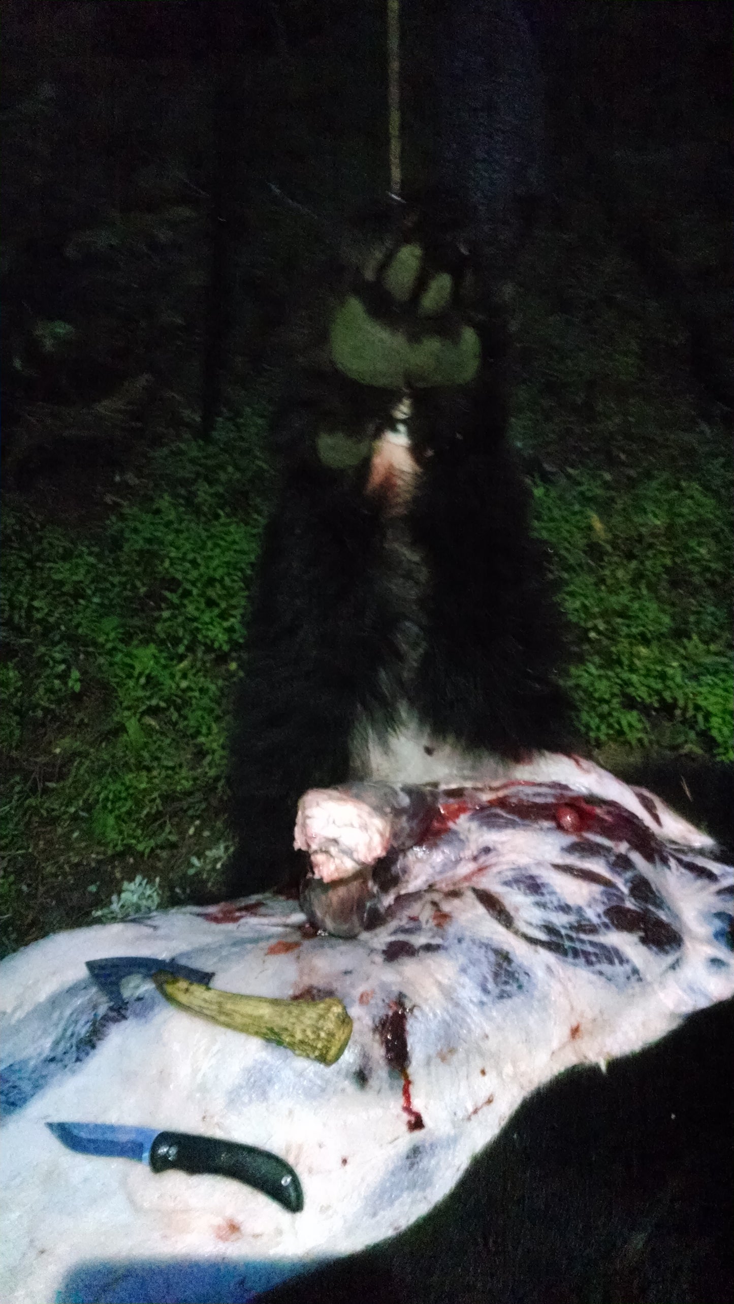 Skinning a bear with the top hand tripod