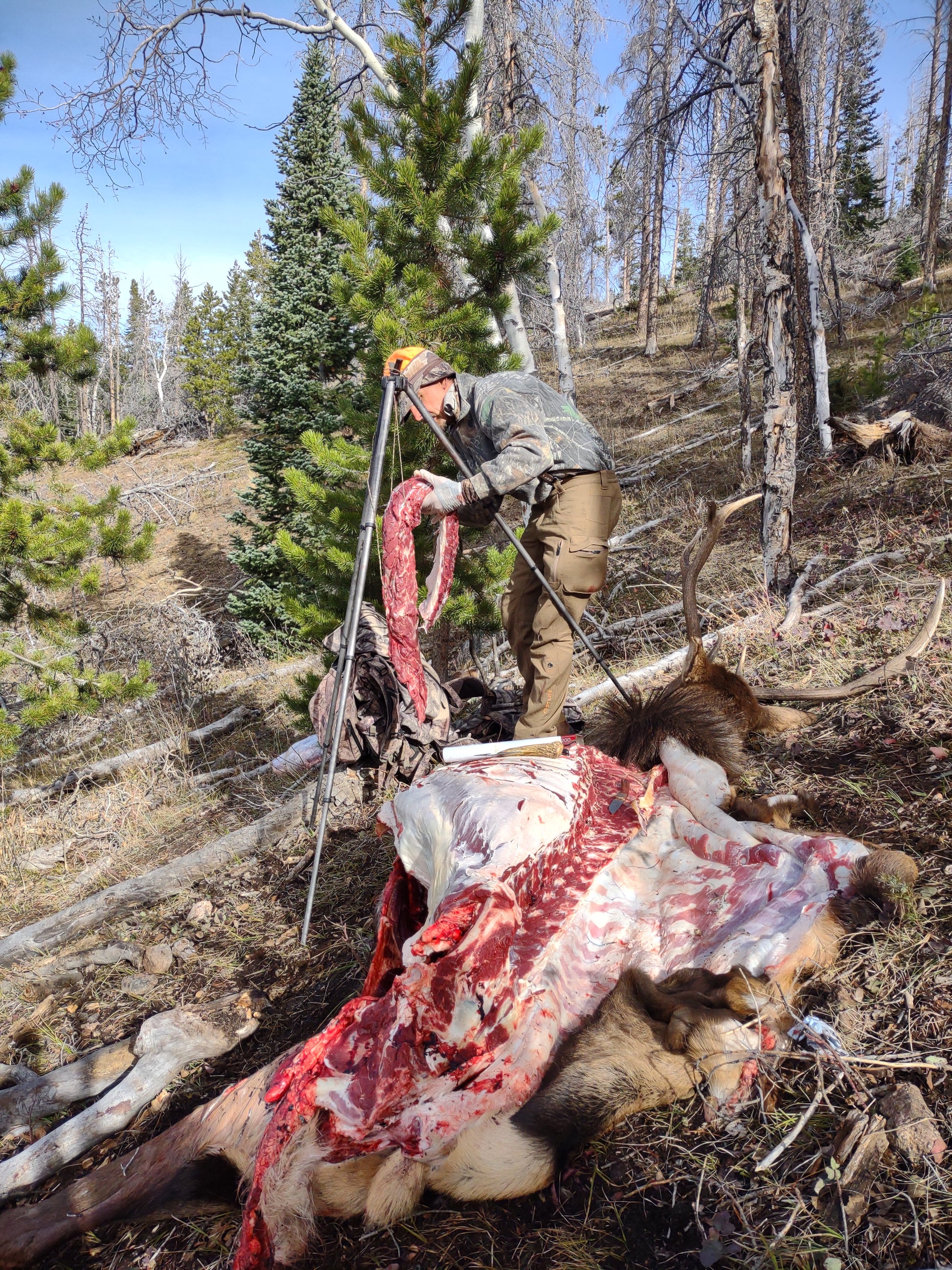 Elk field processing using a hunting tripod 