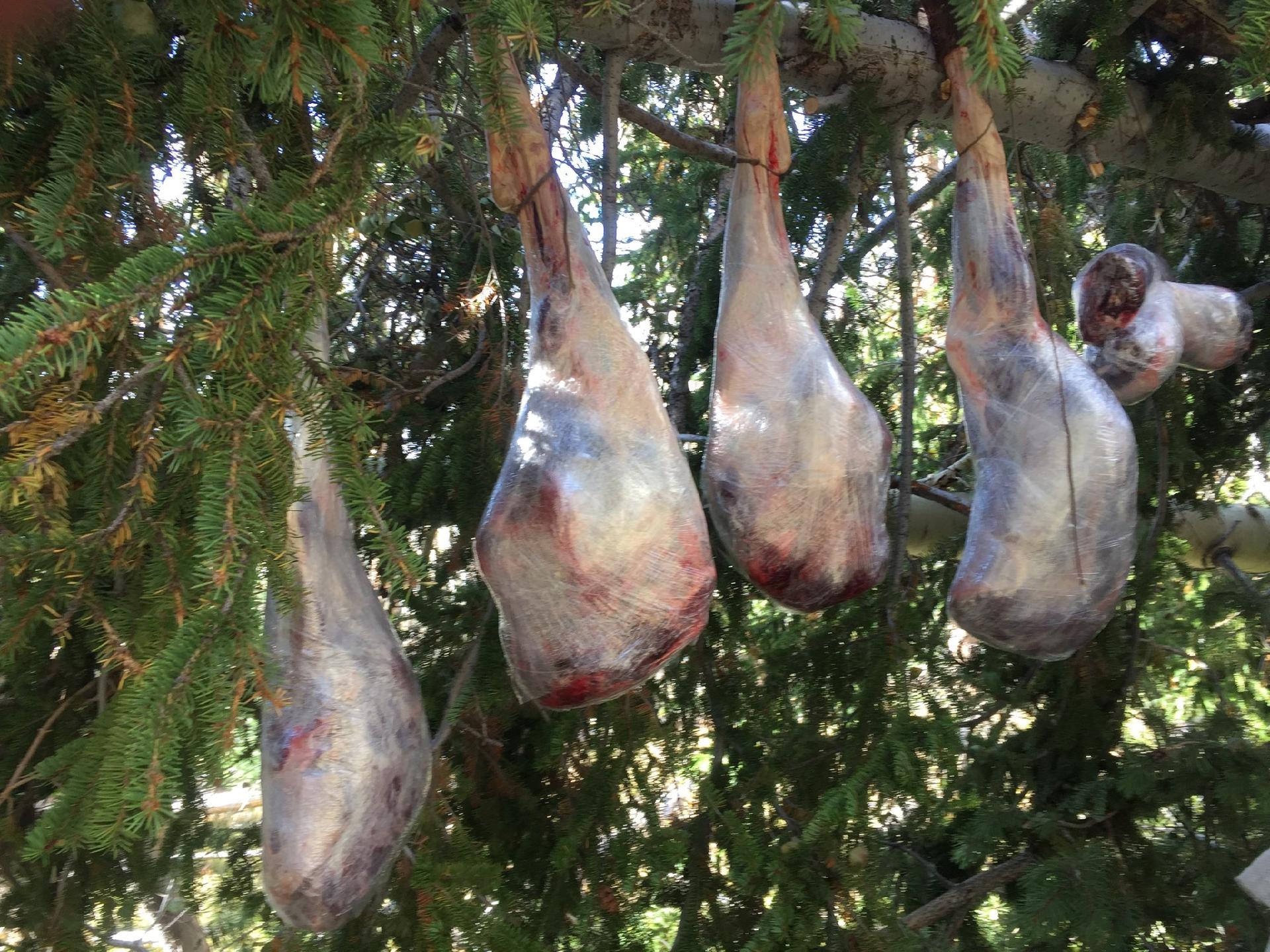 Hanging elk quarters with the top knot meat hanger kit