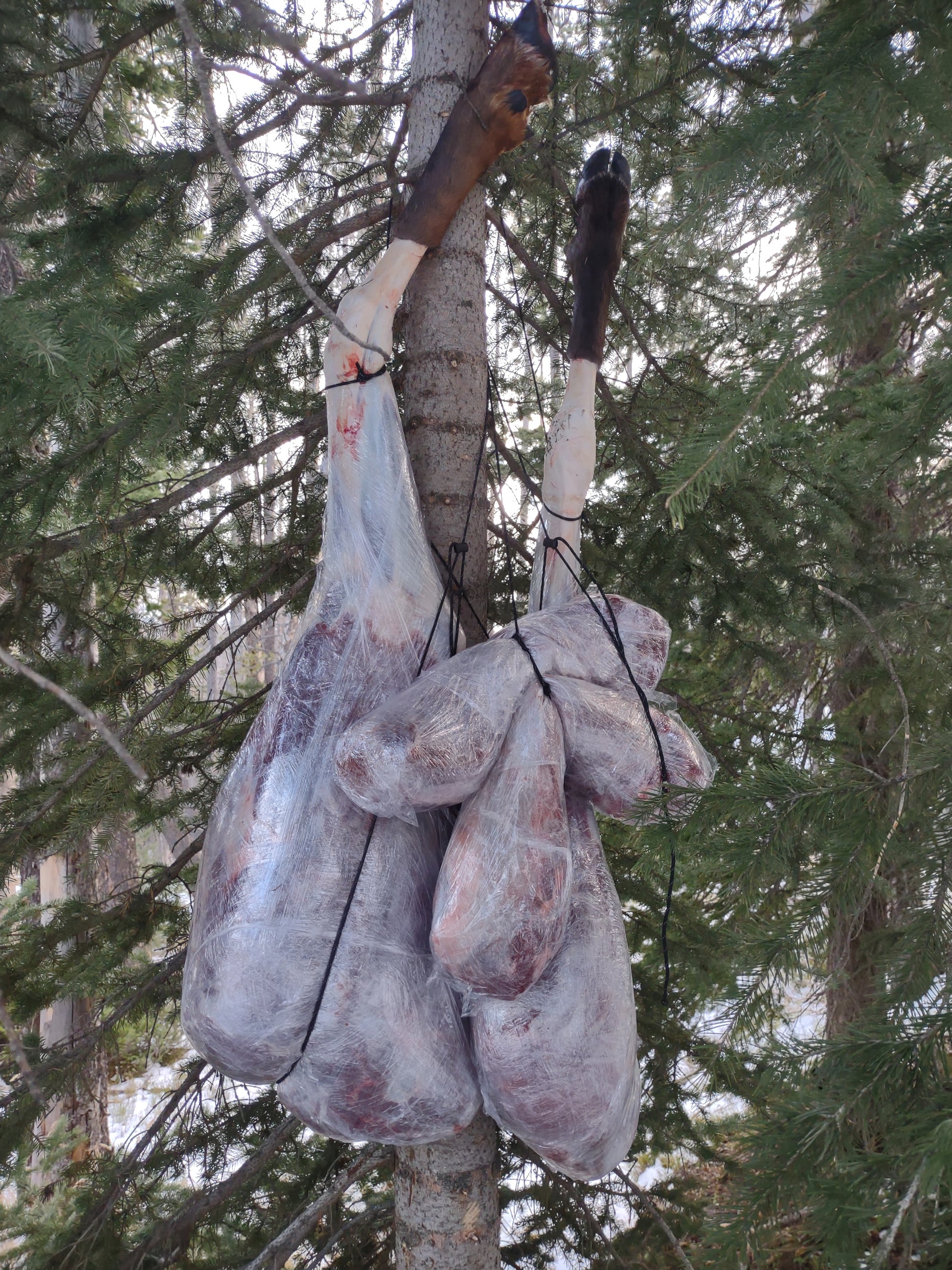 Elk hunting meat hanging 