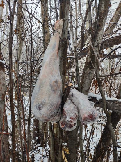 Hanging elk meat using the top knot meat hanger kit 