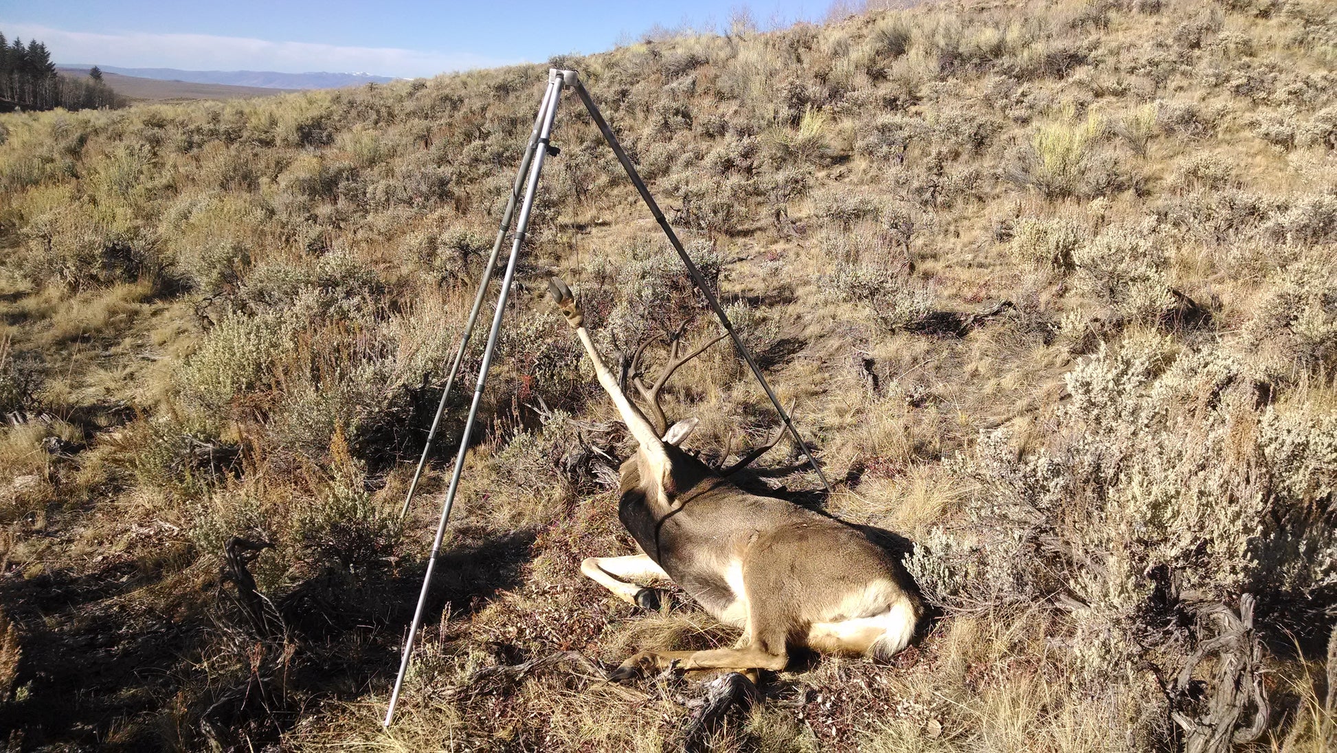 Parting out big game mule deer with a top hand tripod