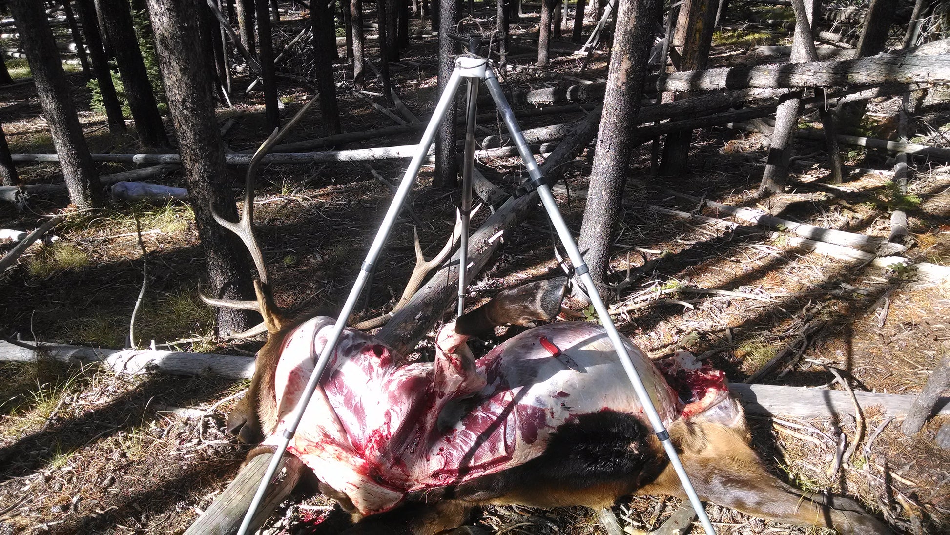 Parting out elk with the top hand tripod