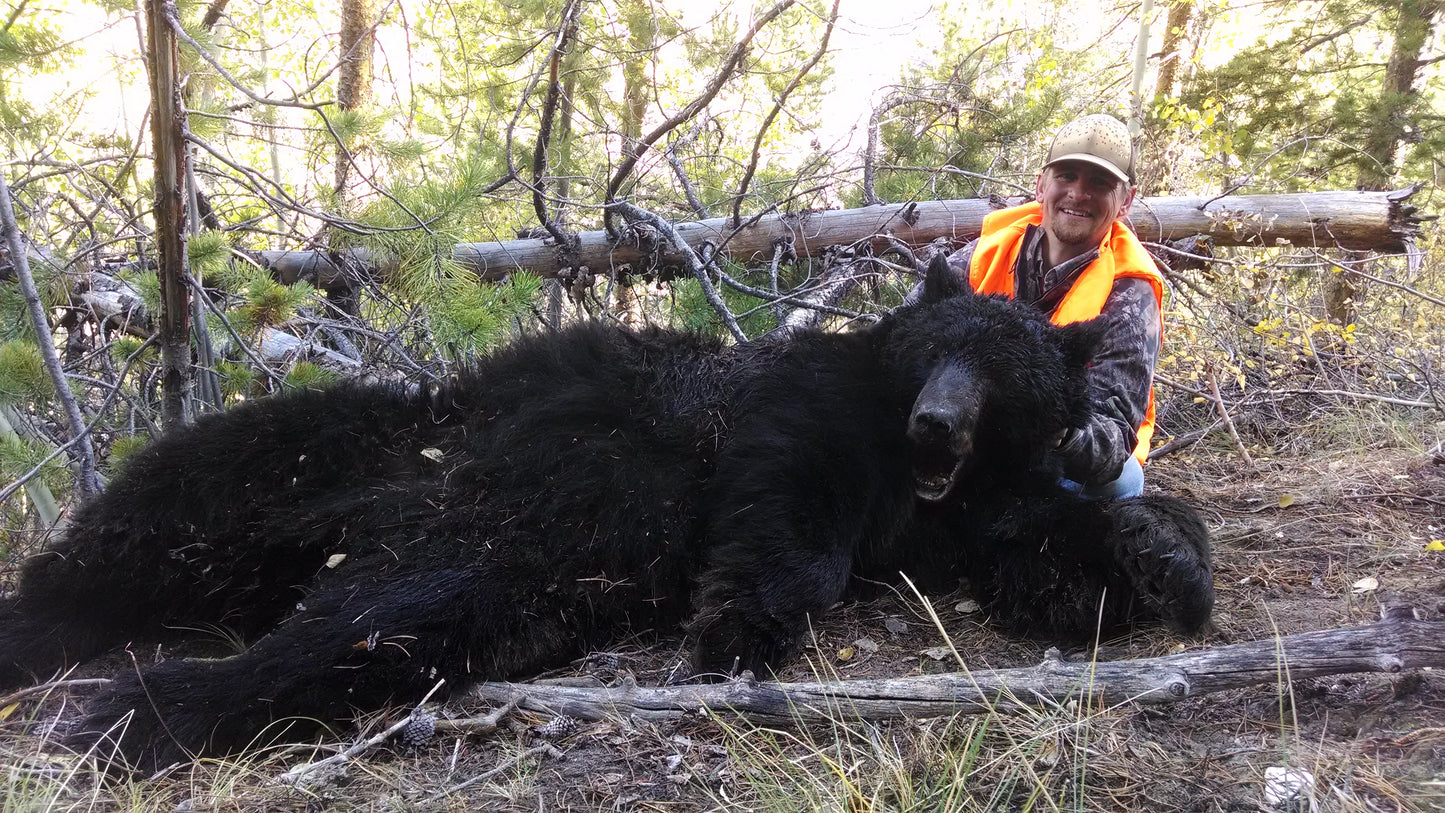 big black bear hunt