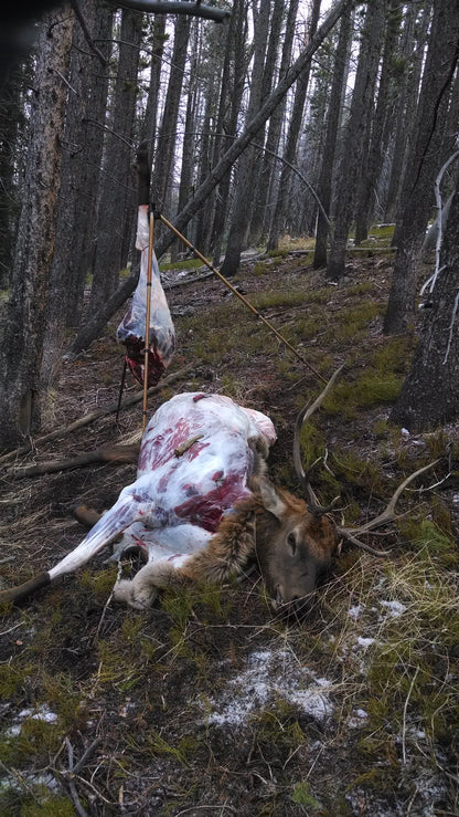 Elk hunting and field processing with the top hand tripod