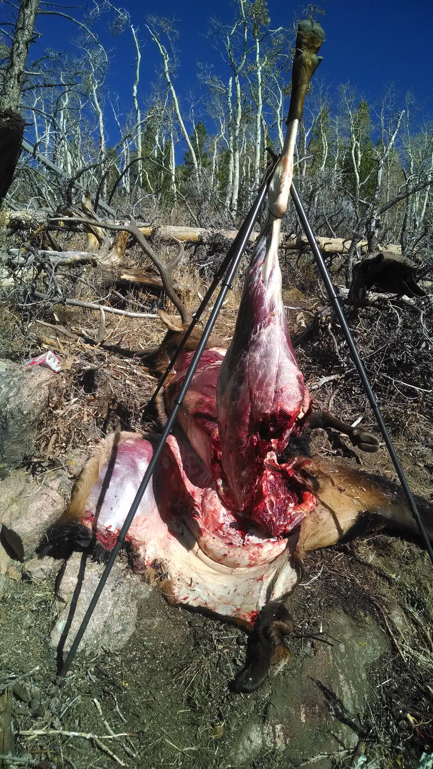 Parting out an elk 