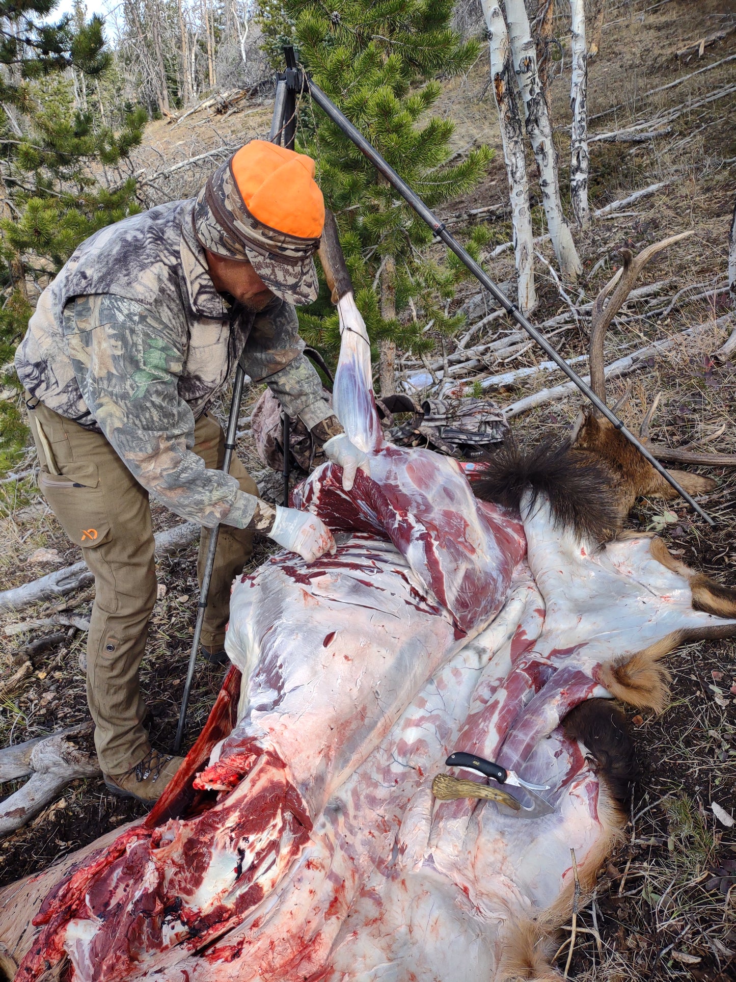 Skinning an elk in the field 