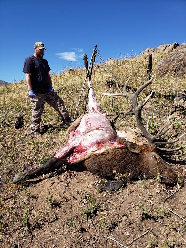 Field processing a bull elk with a Top Hand Tripod